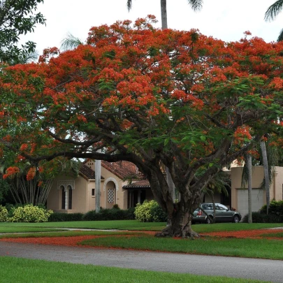 Ohňový strom - Delonix regia - semená - 6 ks