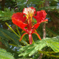 Ohňový strom - Delonix regia - semená - 6 ks