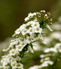 Lobulária Snow Crystal - Lobularia maritima - semená - 200 ks