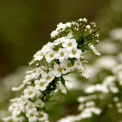 Lobulária Snow Crystal - Lobularia maritima - semená - 200 ks