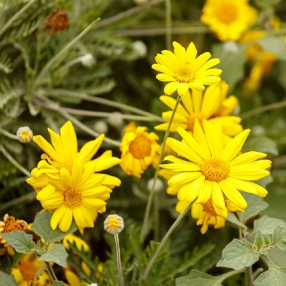 Chryzantéma jedlá - Chrysanthemum coronarium - semená - 400 ks