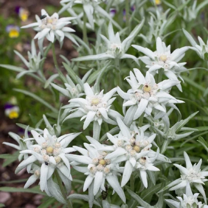 Plesnivec alpínsky - Leontopodium alpinum - semená - 15 ks