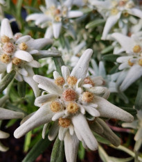 Plesnivec alpínsky - Leontopodium alpinum - semená - 15 ks