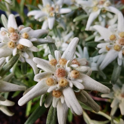 Plesnivec alpínsky - Leontopodium alpinum - semená - 15 ks