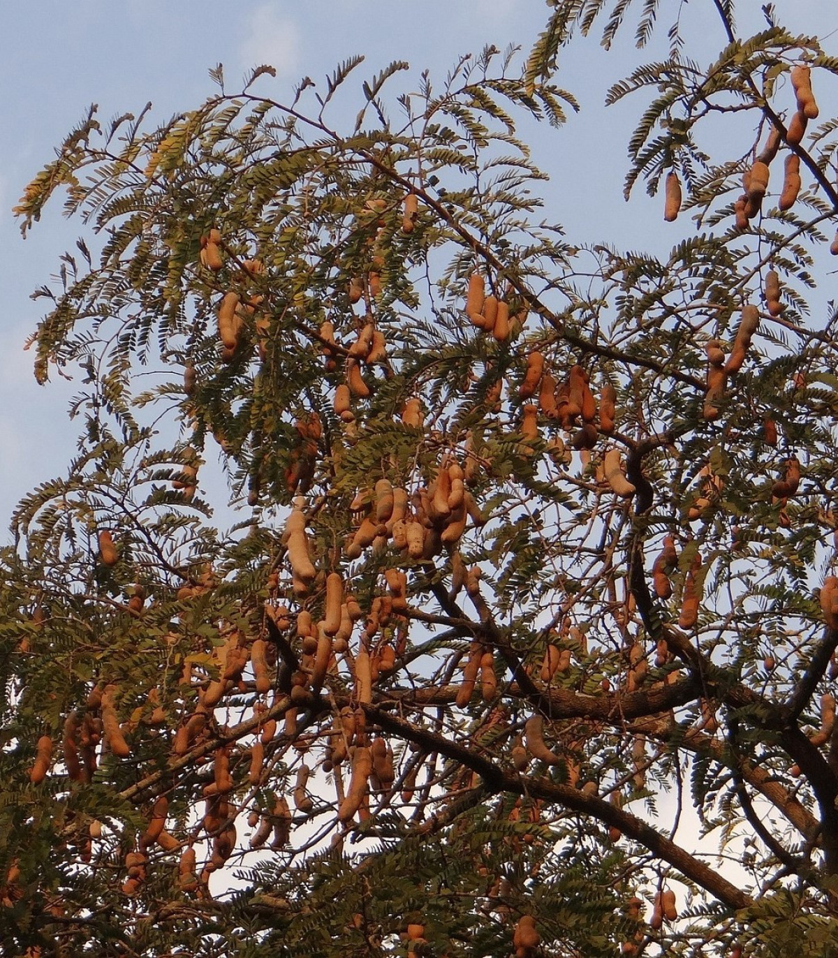 Tamarínd indický - Tamarindus indica - semená - 5 ks
