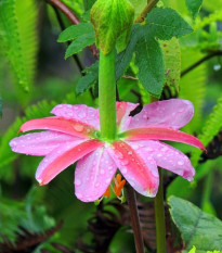 Mučenka banánová - Passiflora mollissima - semená - 5 ks