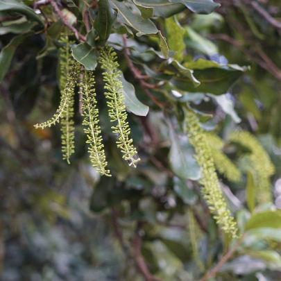 Makadamské oriešky - Macademia integrifolia - semená - 2 ks