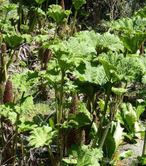 Barota rukávovitá - Gunnera manicata - semená - 6 ks