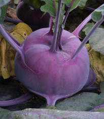 Kaleráb skorý modrý - Brassica oleracea - semená - 50 ks