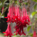 Fuchsia bolívijská - Fuchsia boliviana - semená - 15 ks