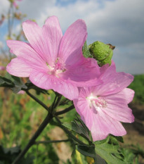 Slez pižmový - Malva moschata - semená - 50 ks