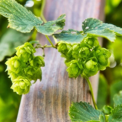 Chmeľ obyčajný - Humulus lupulus - 8 ks