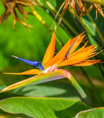 Strelícia kráľovská - Strelitzia reginae - semená - 2 ks