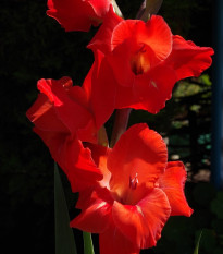 Gladiola červená - Hunting song - Gladiolus - cibuľoviny - 3 ks