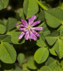 Ďatelina zvrátená - Trifolium resupinatum - semená - 100 ks