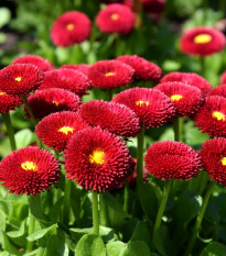 Sedmokráska pomponkovitá červená - Bellis perennis - semená - 500 ks