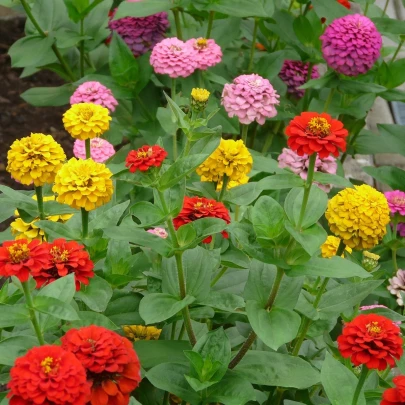 Cínia pôvabná obrovská zmes - Zinnia elegans - semená - 50 ks