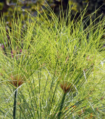 Papyrus - Cyperus papyrus - semená - 8 ks