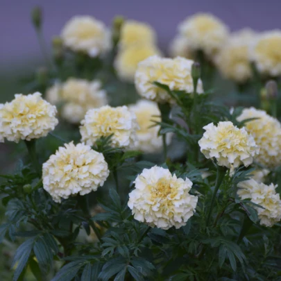 Aksamietnica vzpriamená Eskimo - Tagetes erecta - semená - 30 ks