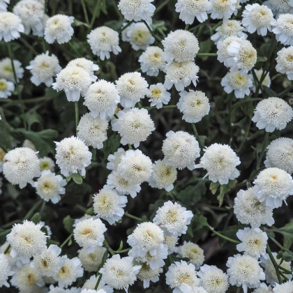 Rimbaba obyčajná - Chrysanthemum parthenium - semená - 15 ks