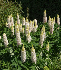 Vlčí bôb biely - Lupina biela - Lupinus albus - semená - 5 ks