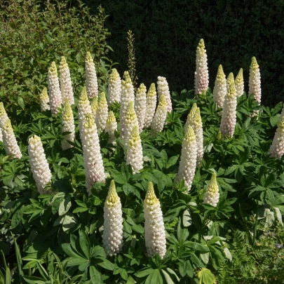 Vlčí bôb biely - Lupina biela - Lupinus albus - semená - 5 ks