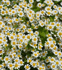 Rimbaba žltá Golden Feverfew - Chrysanthemum parthenium aureum - semená - 400 ks