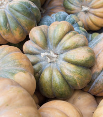 Tekvica muškátová - Cucurbita moschata - semená - 5 ks