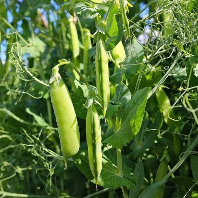 Hrach dreňový Maxigolt - Pisum sativum - semána - 35 ks