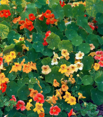 Kapucínka väčšia Lobbianum zmes - Tropaeolum majus - semená - 10 ks