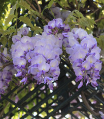 Vistária čínska - Wisteria sinensis - semená - 2 ks