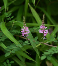 Indigovník farbiarsky - Indigofera tinctoria - semená - 7 ks