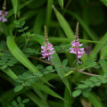 Indigovník farbiarsky - Indigofera tinctoria - semená - 7 ks