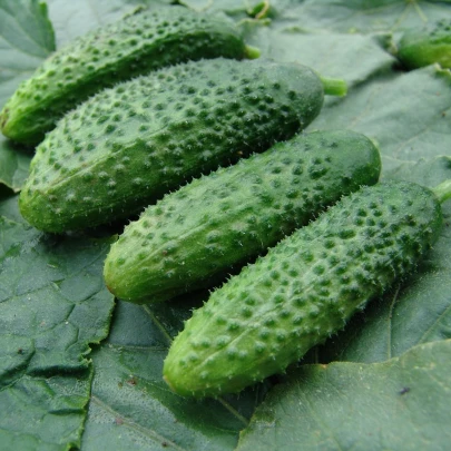 Uhorka nakladačka Zuzana F1 - Cucumis sativus - semená - 30 ks