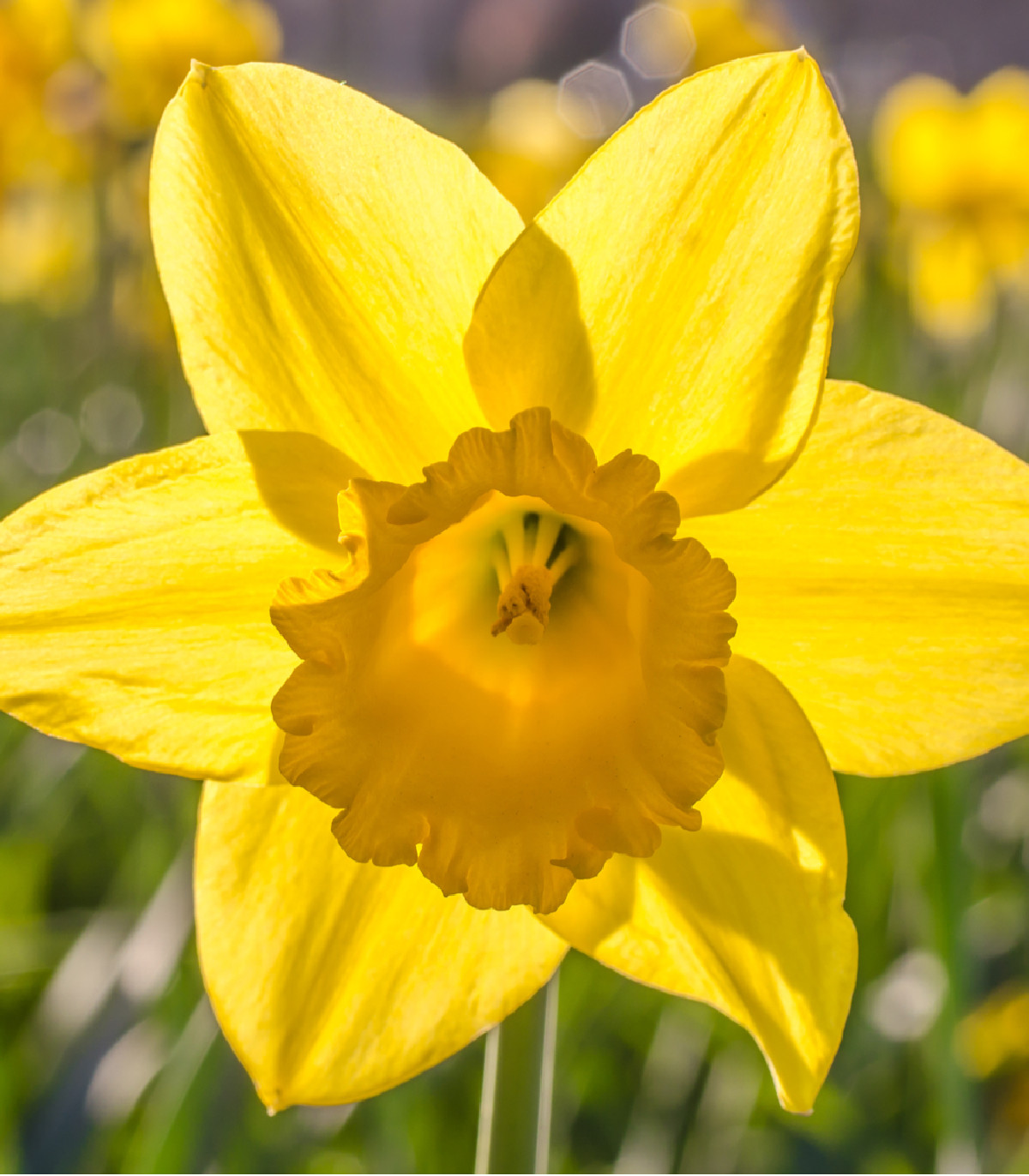 Narcis Dutch master - Narcissus - cibuľoviny - 3 ks