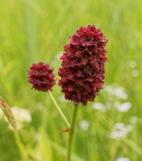 Krvavec lekársky - Sanguisorba officinalis - semená - 8 ks