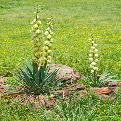 Juka glauca - Yucca glauca - semená - 5 ks