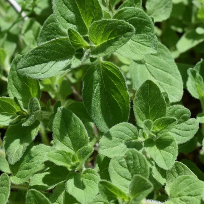 Oregano Zaatar - Origanum syriaca - semená - 25 ks