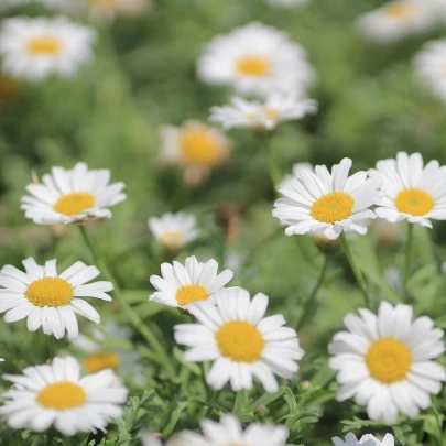 Margaréta biela Alaska - Chrysanthemum leucanthemum max - semená - 250 ks