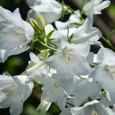 Zvonček karpatský biely - Campanula carpatica - semená - 0,03 g