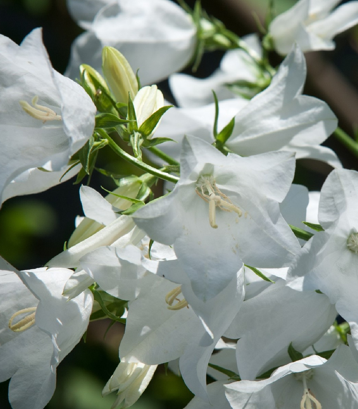 Zvonček karpatský biely - Campanula carpatica - semená - 400 ks