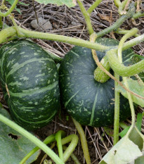 Tekvica veľkoplodá Buttercup Burgess - Cucurbita maxima - semená - 5 ks