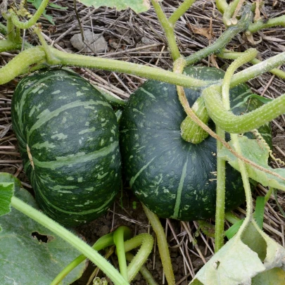 Tekvica veľkoplodá Buttercup Burgess - Cucurbita maxima - semená - 5 ks