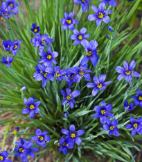 Badil úzkolistý - Sisyrinchium angustifolium - semená - 10 ks