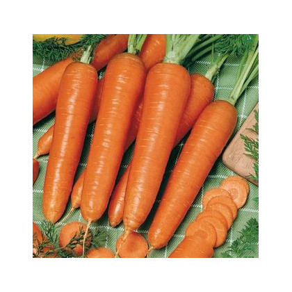 Mrkva Rotin - Daucus carota - semená - 900 ks