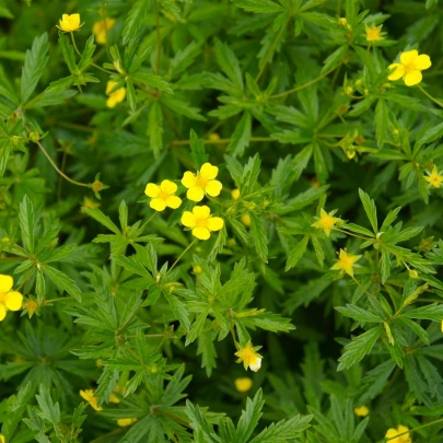 Nátržník vzpriamený - Potentilla erecta - semená - 8 ks