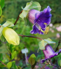 Kobea šplhavá modrá - Cobaea scandens - semená - 7 ks