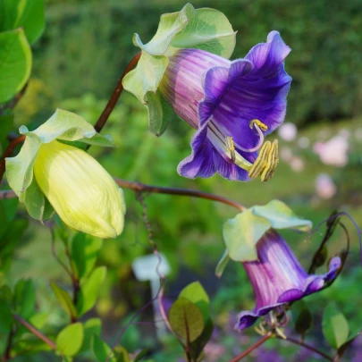 Kobea šplhavá modrá - Cobaea scandens - semená - 7 ks