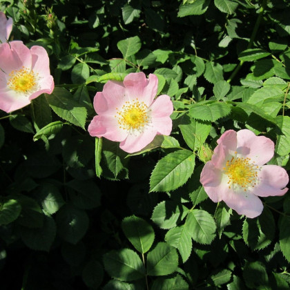 Ruža šípková - Rosa canina - semená - 5 ks