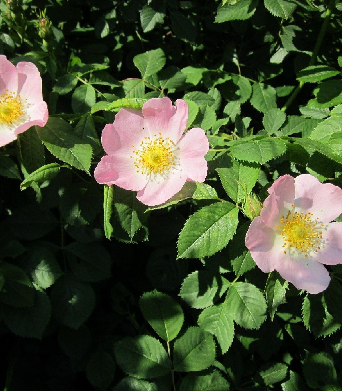 Ruža šípková - Rosa canina - semená - 5 ks